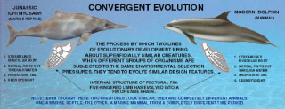 Illustration for article titled How would a dolphin and a human swimmer compare in a race?